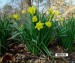 Narcissus_psuedo-narcissus_plant.jpg